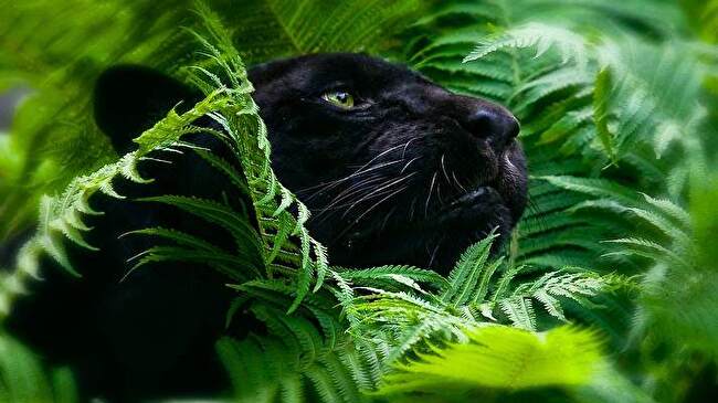 Black Panther background 1