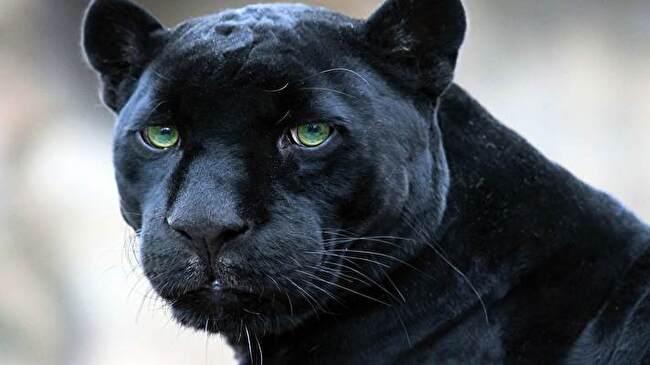 Black Panther background 2