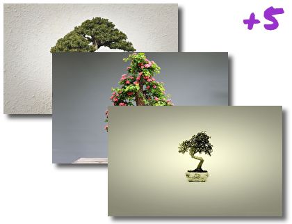 Bonsai Tree theme pack
