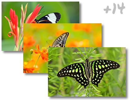 Butterfly theme pack