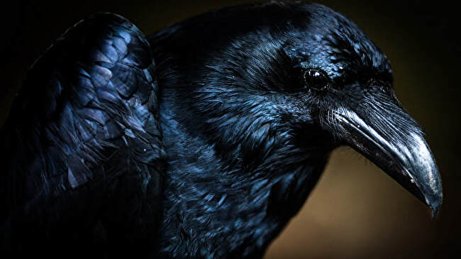 Crow background 1
