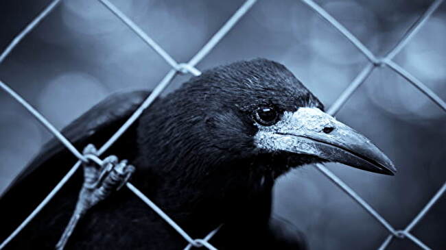 Crow background 3