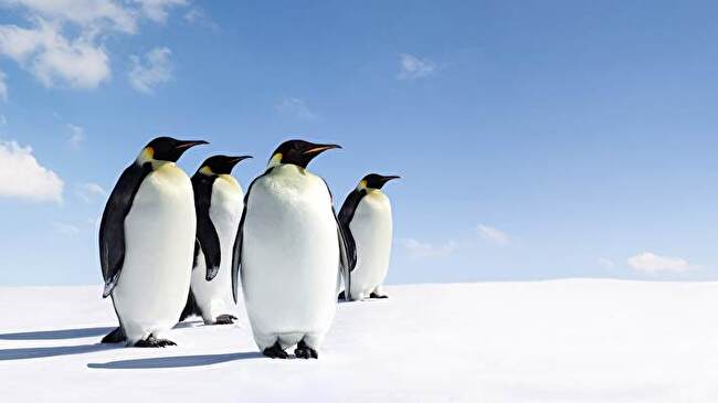 Emperor Penguin background 3
