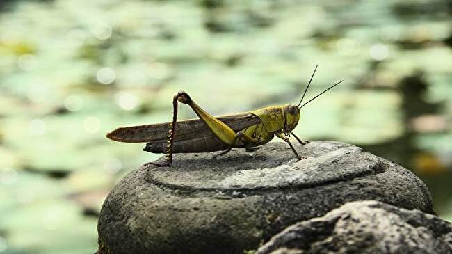 Grasshopper background 3