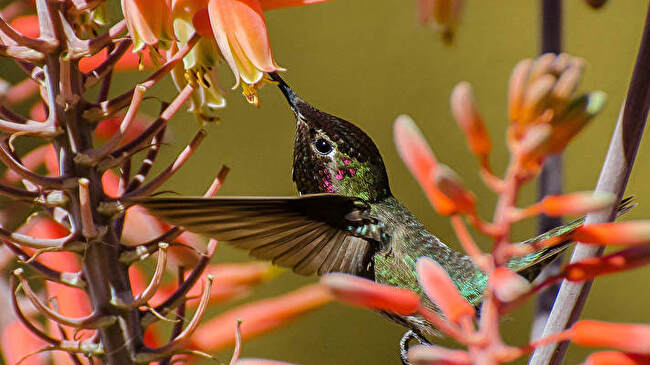 Hummingbird background 2