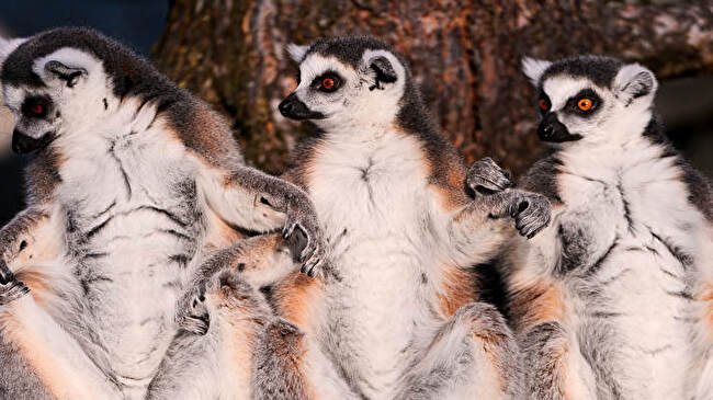 Lemur background 1