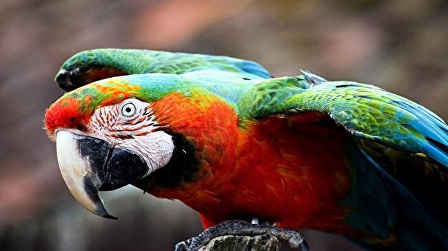 Macaw background 2