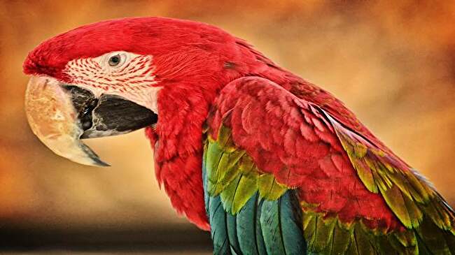 Red and Green Macaw background 2
