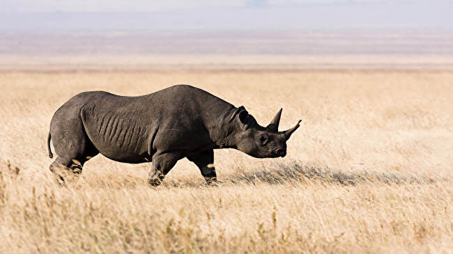 Rhino background 3