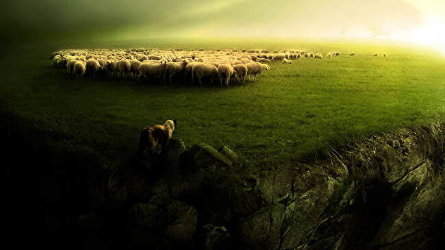 Sheep background 2
