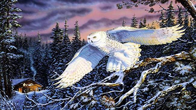Snowy Owl background 3