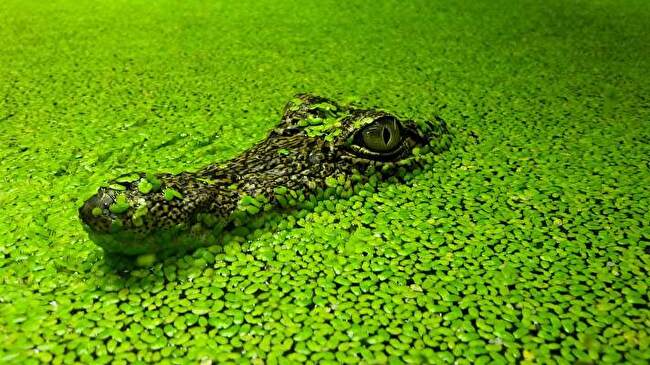 Alligator background 1