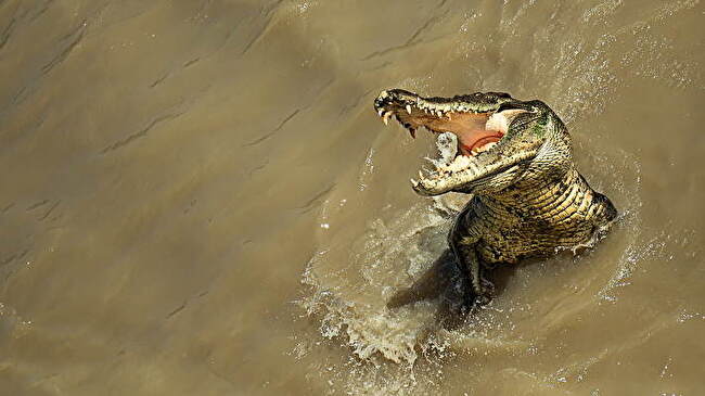 Alligator background 2