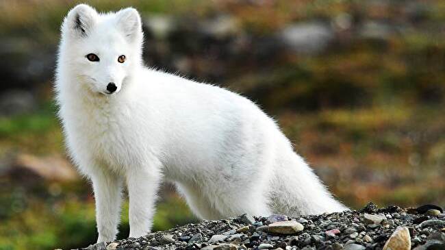 Arctic Fox background 1