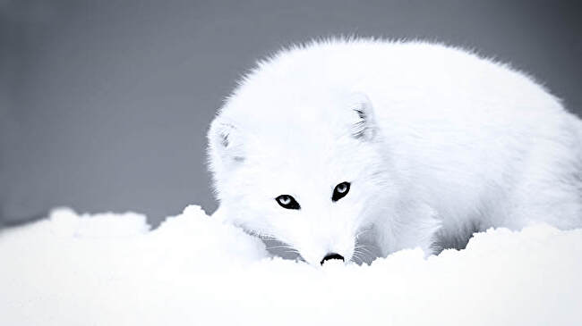 Arctic Fox background 2