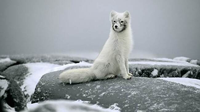 Arctic Fox background 3