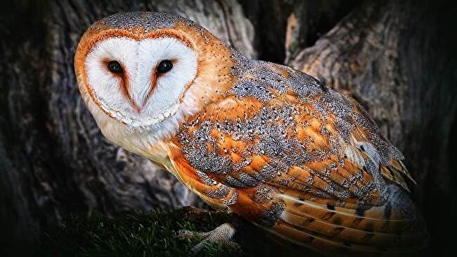 Barn Owl background 1