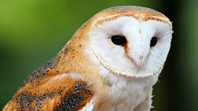 Barn Owl background 2