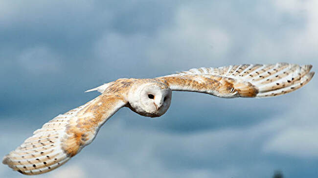 Barn Owl background 3