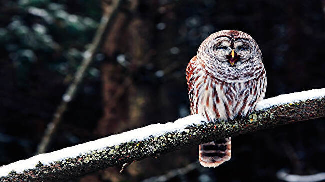 Barred Owl background 1