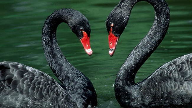 Black Swan background 1