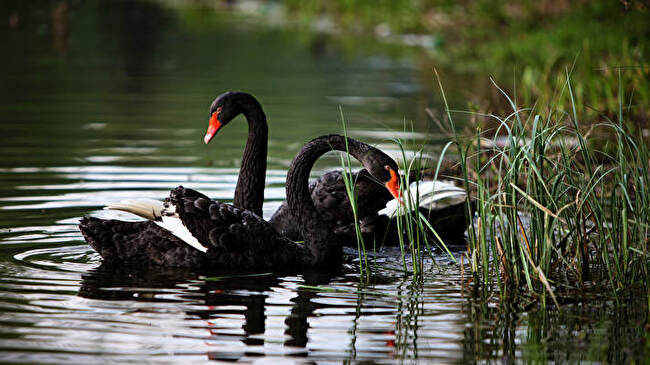 Black Swan background 2