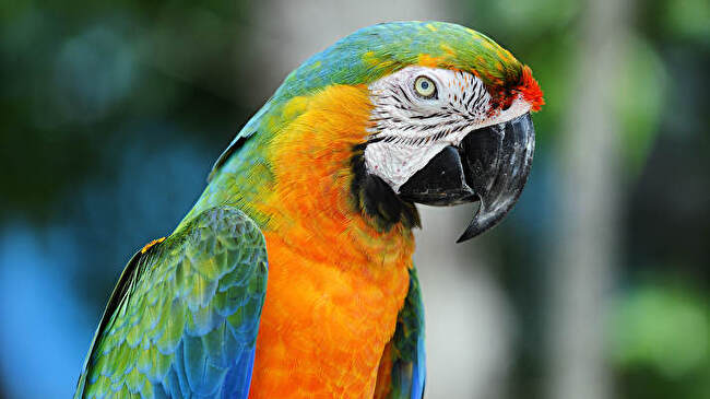 Blue and Yellow Macaw background 3
