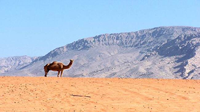Camel background 1
