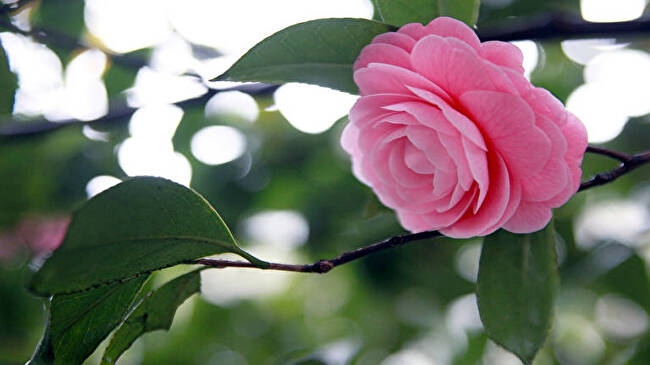 Camellia background 2