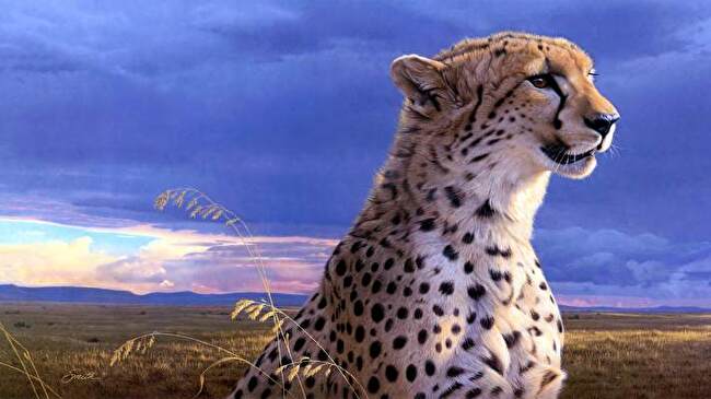 Cheetah background 1