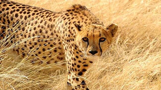 Cheetah background 2