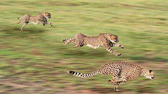 Cheetah background 3