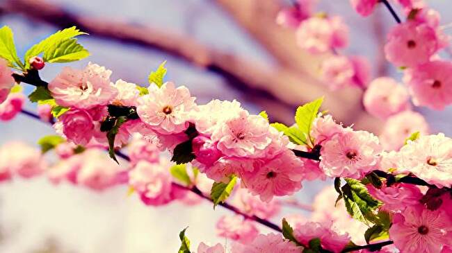 Cherry Blossom background 2