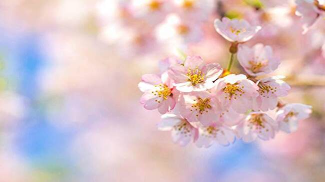 Cherry Blossom background 3