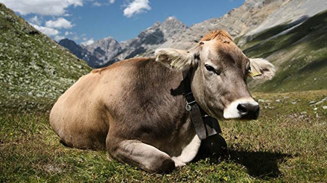 Cow background 1