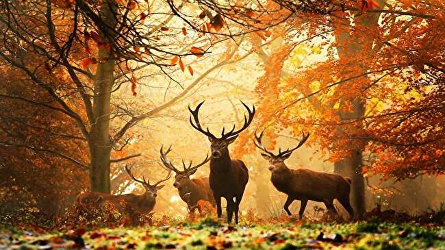 Deer background 1