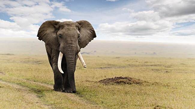Elephant background 2