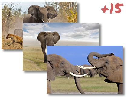 Elephant theme pack