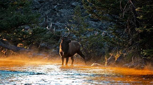Elk background 1
