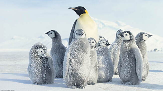 Emperor Penguin background 2