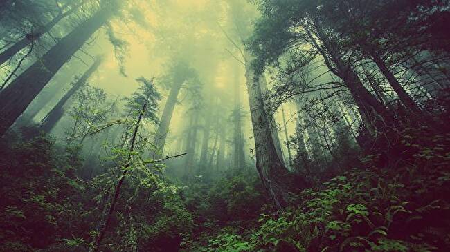 Foggy Forest background 1