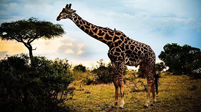 Giraffe background 2