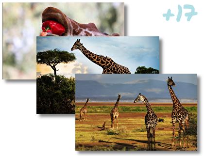 Giraffe theme pack