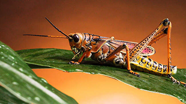 Grasshopper background 2