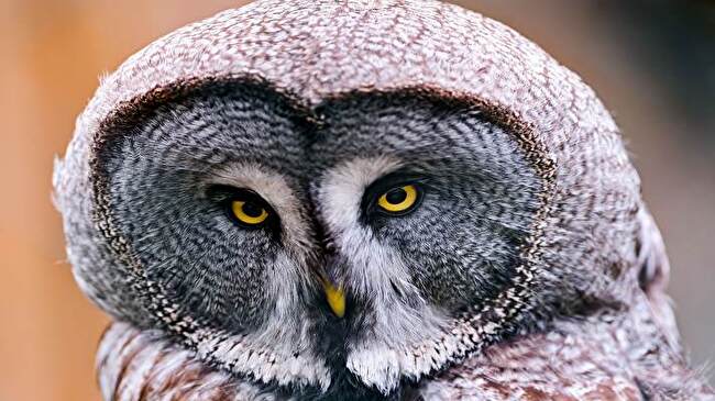 Great Grey Owl background 1