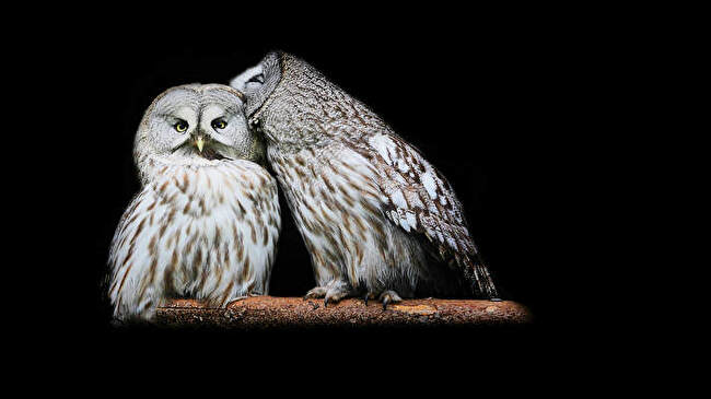 Great Grey Owl background 2