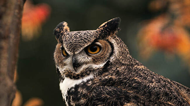 Great Horned Owl background 2