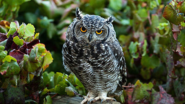 Great Horned Owl background 3