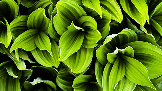 Green Plant Leaf background 1
