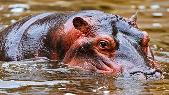 Hippo background 2